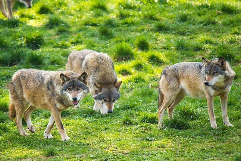 Wild- und Wanderpark Silz