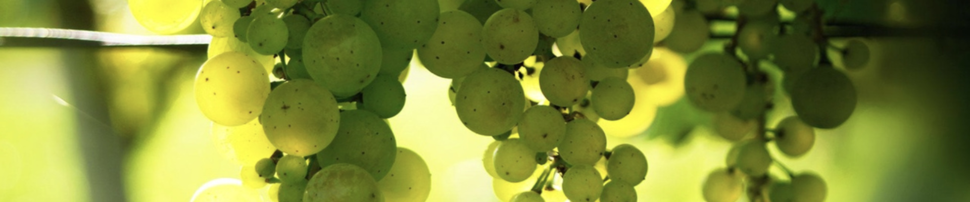 Obst- und Weingut Zelt