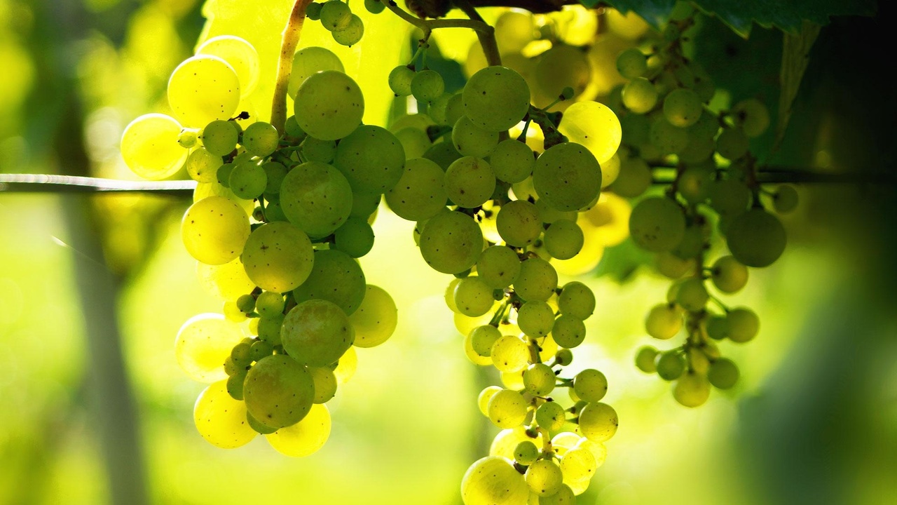 Weingut Steffen Zelt