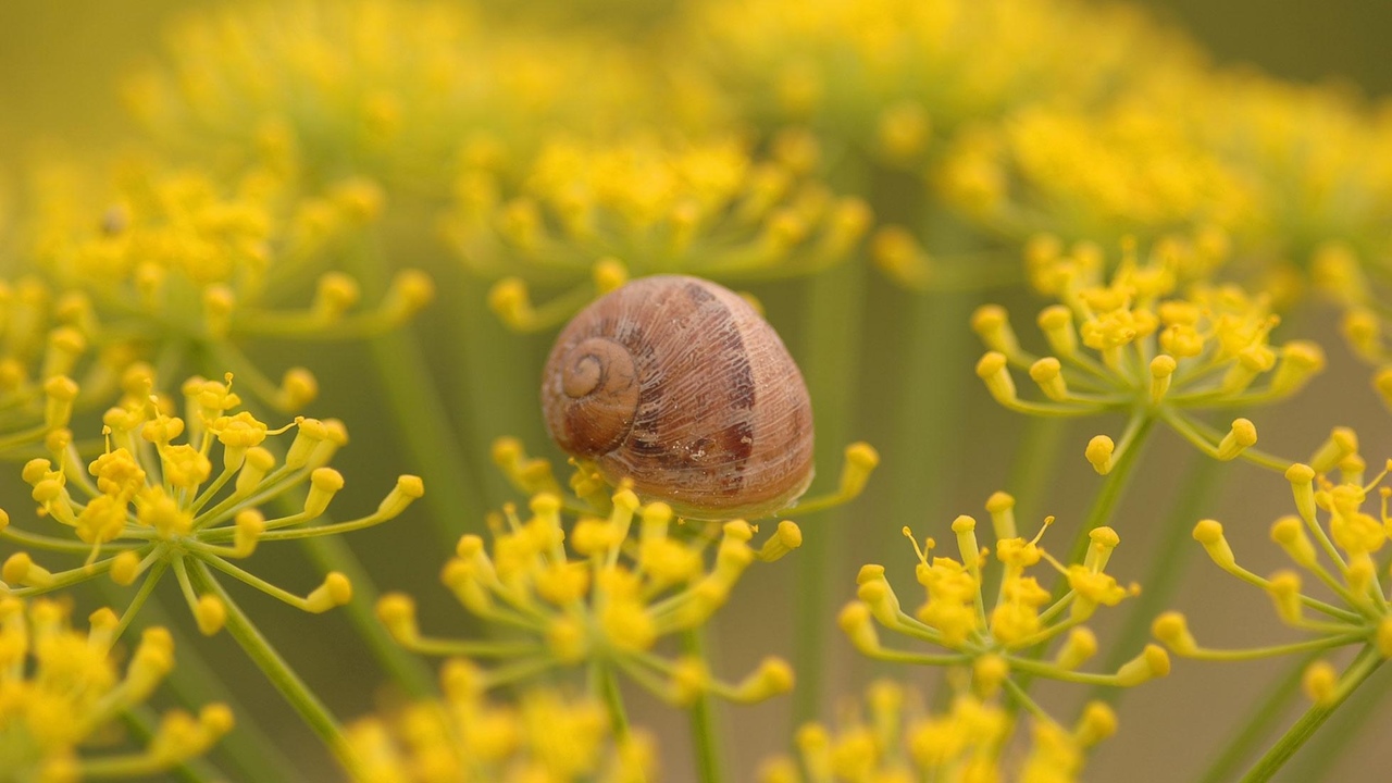 Schneckenfarm Pfalzschnecke