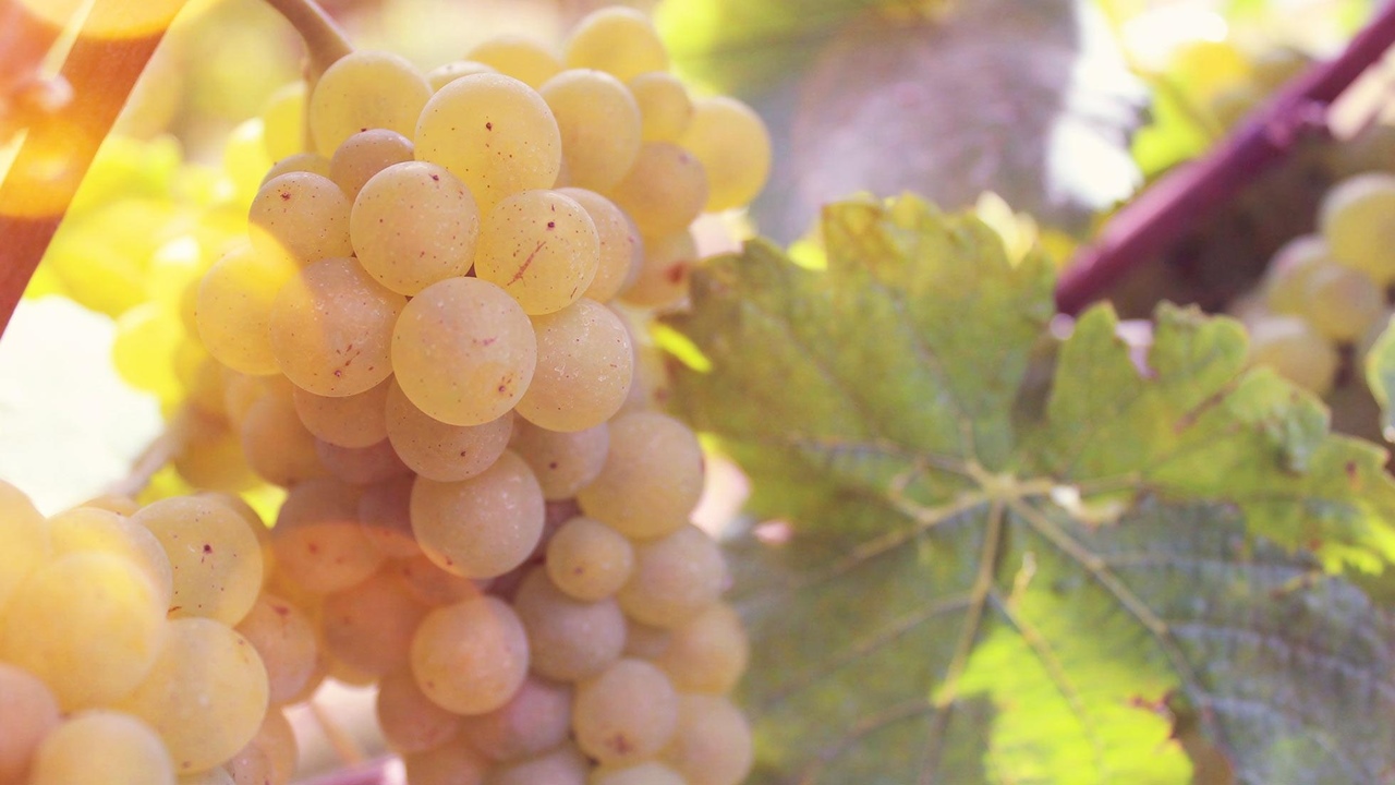 Weingut Jung
