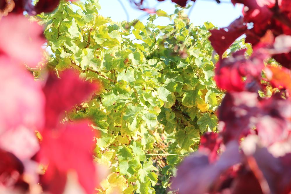 Weingut Andreashof