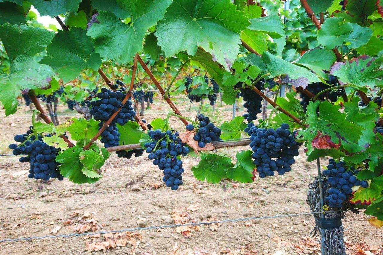 Weingut Rasskopf-Hofmann