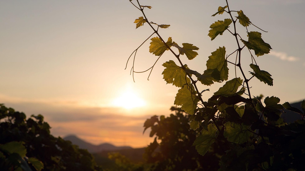 Weingut Karlheinz Braun