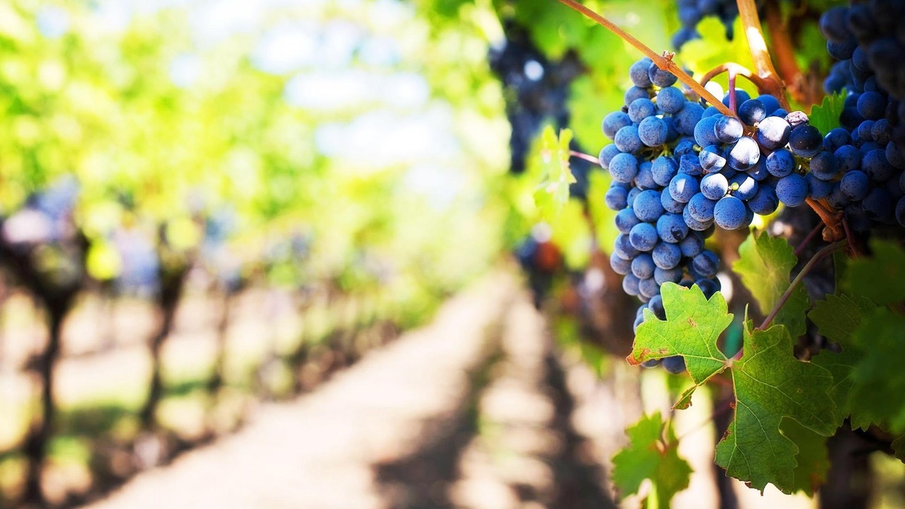 Weingut Via Eberle