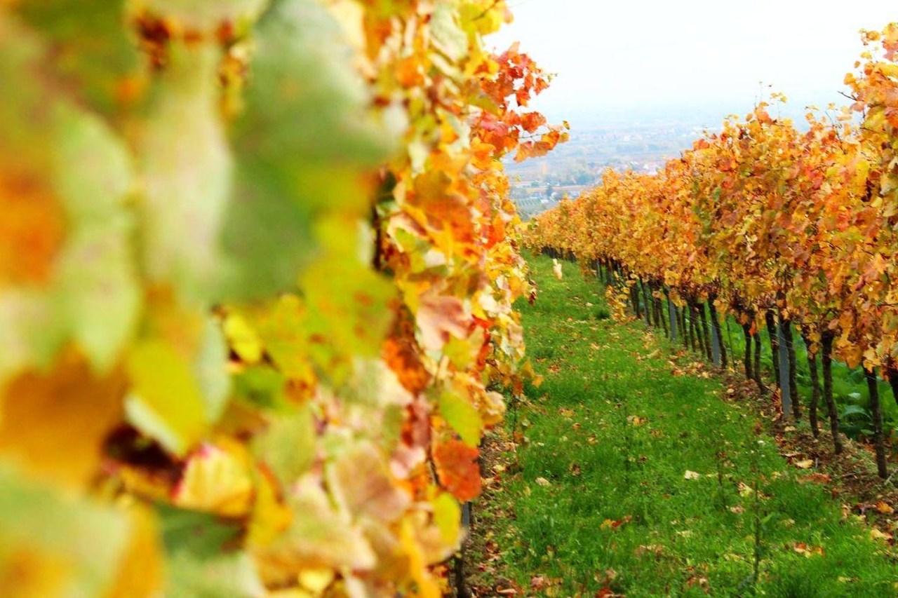 Weingut Becker Herxheim am Berg