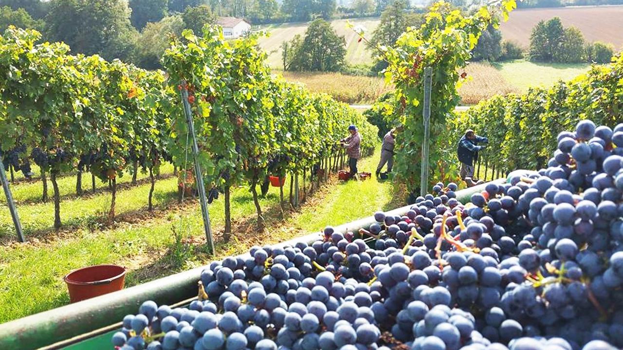 Weingut Heintz