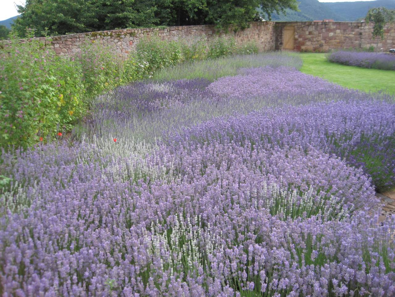 Kr&auml;utergarten Klosterm&uuml;hle